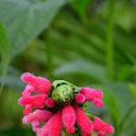 Salvia oxyphora (5)
